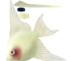 Amazonian Angelfish - Megaquarium