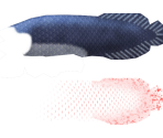 Arapaima - Megaquarium