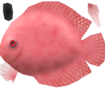 Discus - Megaquarium