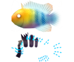 Butterfly Ram - Megaquarium