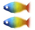 Boseman's Rainbow - Megaquarium