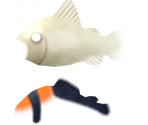 Adolfo's Cory - Megaquarium