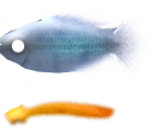 Congo Tetra - Megaquarium