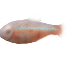 Blind Cave Tetra - Megaquarium