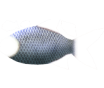 Tinfoil Barb - Megaquarium