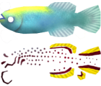 Gardner's Killifish - Megaquarium