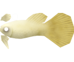 Guppy - Megaquarium