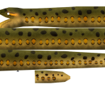 Green Anaconda - Megaquarium