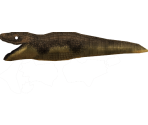 Dwarf Crocodile - Megaquarium