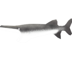 American Paddlefish - Megaquarium