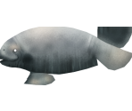 Manatee - Megaquarium