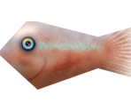 Fish Fry - Megaquarium