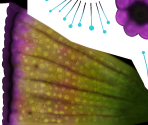 Glowing Plants (3/3) - Giana Sisters: Twisted Dreams