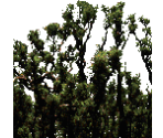 Masked Tiles - Shadow Warrior