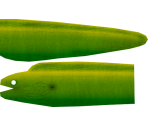 Green Moray Eel - Megaquarium