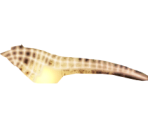 Big Bellied Seahorse - Megaquarium