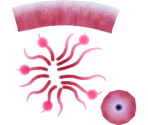 Bubbletip Anemone - Megaquarium