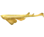 Angel Shark - Megaquarium