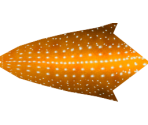 Common Starfish - Megaquarium