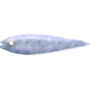 Blue Whiting - Megaquarium