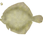 Turbot - Megaquarium