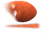 Giant Pacific Octopus - Megaquarium