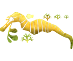 Leafy Seadragon - Megaquarium