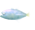 Horse-Eye Jack - Megaquarium