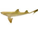 Lemon Shark - Megaquarium
