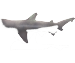 Bonnethead Shark - Megaquarium