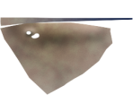 Southern Stingray - Megaquarium