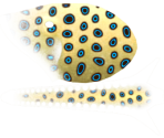 Greater Blue Ring Octopus - Megaquarium