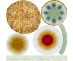 Fried Egg Jelly - Megaquarium
