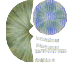 Toadstool Leather Coral - Megaquarium