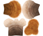 Plate Coral - Megaquarium