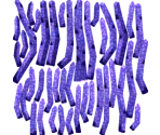 Purple Plume Fan - Megaquarium