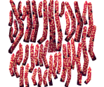 Emperor Gorgonian - Megaquarium