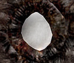 Rock Worm - Penumbra: Overture