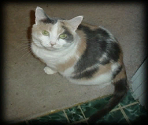 General Textures - Kitty's Adventure