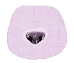 Poodle Fur - LittleBigPlanet 2
