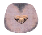 Sphynx Fur - LittleBigPlanet 2
