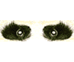 Panda - Tekken 3