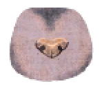 Sphynx Fur - LittleBigPlanet PS Vita