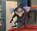 Marmoset - Rio