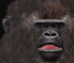 Gorilla♀ - Wildlife Park 2