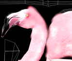 American Flamingo (Albinism) - Wildlife Park 2