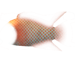Red-Striped Eartheater - Megaquarium