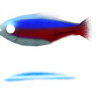 Cardinal Tetra - Megaquarium