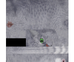 Cat - Postal 2