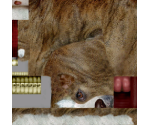 Dog - Postal 2